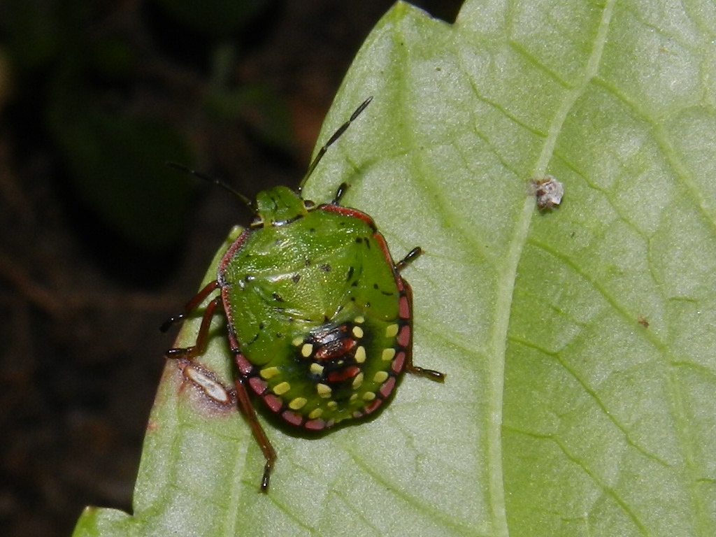 Nezara viridula fasi di crescita